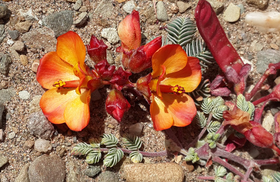 星空官方網(wǎng)頁版